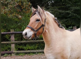 Fjordpferde, Stute, 2 Jahre, 139 cm