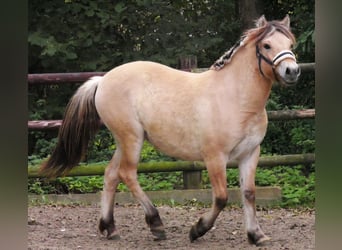 Fjordpferde, Stute, 2 Jahre, 145 cm