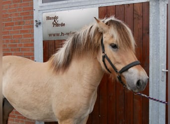 Fjordpferde, Stute, 2 Jahre, 145 cm