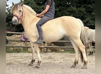 Fjordpferde, Stute, 3 Jahre, 138 cm, Falbe