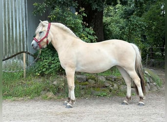 Fjordpferde, Stute, 3 Jahre, 138 cm, Falbe