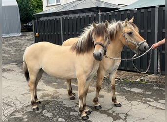 Fjordpferde, Stute, 3 Jahre, 140 cm, Falbe