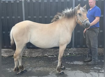 Fjordpferde, Stute, 3 Jahre, 140 cm, Falbe
