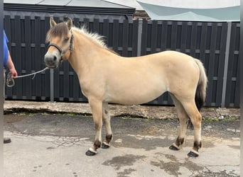 Fjordpferde, Stute, 3 Jahre, 140 cm, Falbe