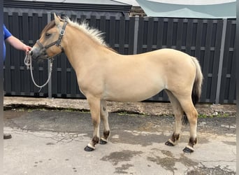 Fjordpferde, Stute, 3 Jahre, 140 cm, Falbe
