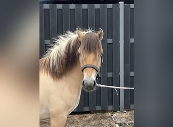 Fjordpferde, Stute, 3 Jahre, 140 cm, Falbe