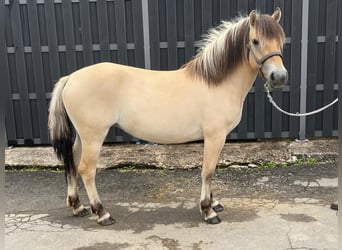 Fjordpferde, Stute, 3 Jahre, 140 cm, Falbe