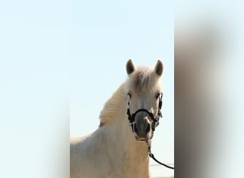 Fjordpferde, Stute, 3 Jahre, 142 cm, Falbe
