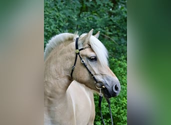 Fjordpferde, Stute, 3 Jahre, 142 cm, Red Dun