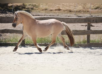 Fjordpferde, Stute, 3 Jahre, 143 cm, Falbe
