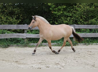 Fjordpferde, Stute, 3 Jahre, 143 cm, Falbe