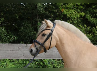 Fjordpferde, Stute, 3 Jahre, 143 cm, Falbe