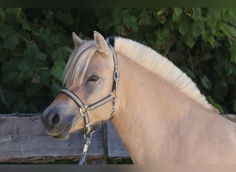 Fjordpferde, Stute, 3 Jahre, 143 cm, Falbe