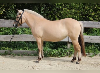 Fjordpferde, Stute, 3 Jahre, 143 cm, Falbe