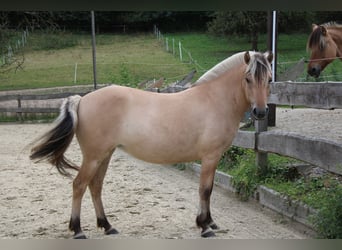 Fjordpferde, Stute, 3 Jahre, 143 cm, Falbe