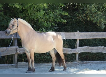 Fjordpferde, Stute, 3 Jahre, 143 cm, Falbe