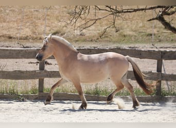 Fjordpferde, Stute, 3 Jahre, 143 cm, Falbe