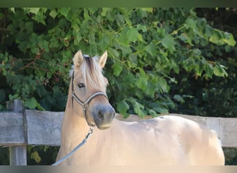 Fjordpferde, Stute, 3 Jahre, 143 cm, Falbe