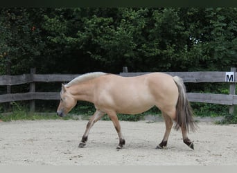 Fjordpferde, Stute, 3 Jahre, 143 cm, Falbe