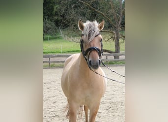 Fjordpferde, Stute, 3 Jahre, 143 cm, Falbe