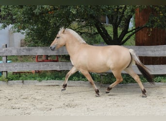 Fjordpferde, Stute, 3 Jahre, 143 cm, Falbe