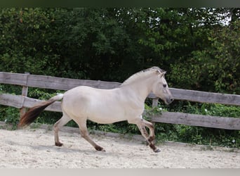 Fjordpferde, Stute, 3 Jahre, 144 cm, Falbe