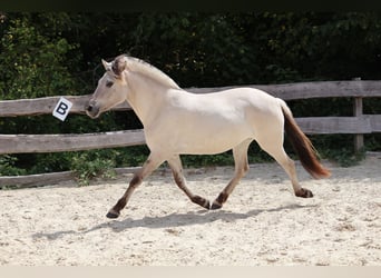 Fjordpferde, Stute, 3 Jahre, 144 cm, Falbe