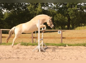 Fjordpferde, Stute, 3 Jahre, 145 cm, Falbe