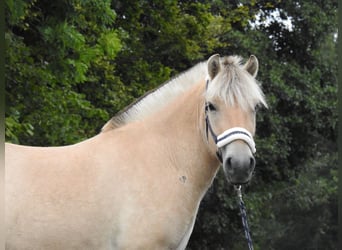 Fjordpferde, Stute, 3 Jahre, 146 cm, Falbe