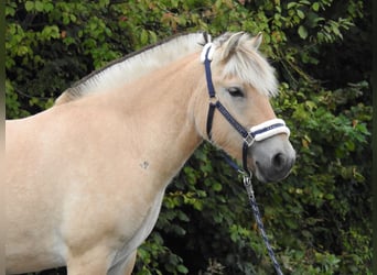 Fjordpferde, Stute, 3 Jahre, 146 cm, Falbe