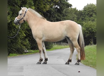 Fjordpferde, Stute, 3 Jahre, 146 cm, Falbe