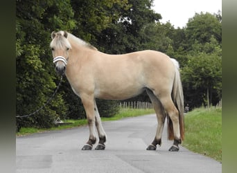 Fjordpferde, Stute, 3 Jahre, 146 cm, Falbe