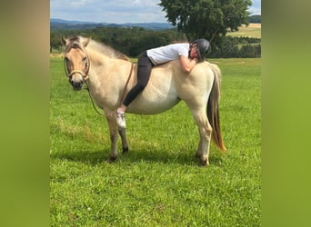 Fjordpferde, Stute, 3 Jahre, 147 cm, Falbe