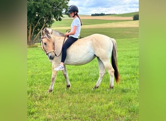 Fjordpferde, Stute, 3 Jahre, 147 cm, Falbe