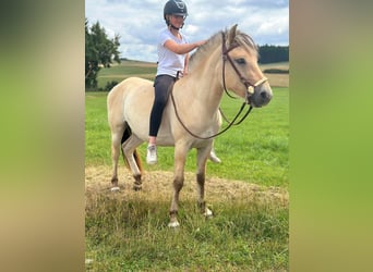 Fjordpferde, Stute, 3 Jahre, 147 cm, Falbe