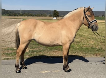 Fjordpferde, Stute, 3 Jahre, 148 cm, Falbe