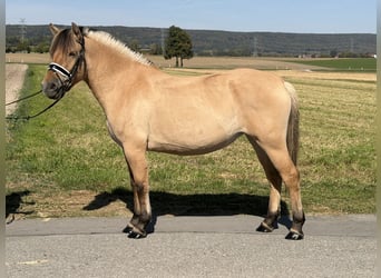 Fjordpferde, Stute, 3 Jahre, 148 cm, Falbe