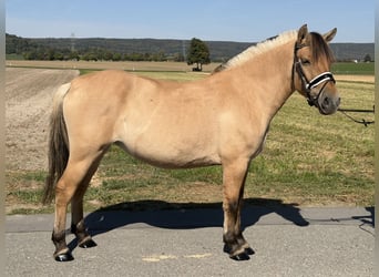 Fjordpferde, Stute, 3 Jahre, 148 cm, Falbe