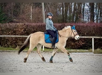 Fjordpferde, Stute, 4 Jahre, 135 cm, Falbe