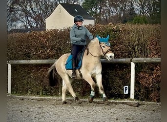 Fjordpferde, Stute, 4 Jahre, 135 cm, Falbe