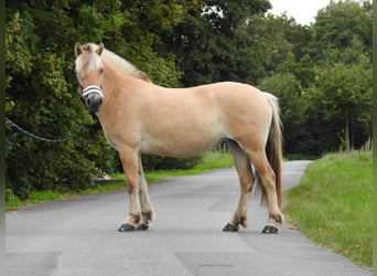 Fjordpferde, Stute, 4 Jahre, 142 cm, Falbe