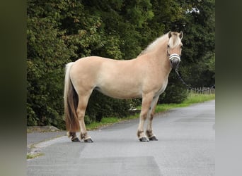 Fjordpferde, Stute, 4 Jahre, 142 cm, Falbe