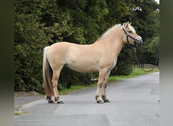 Fjordpferde, Stute, 4 Jahre, 142 cm, Falbe