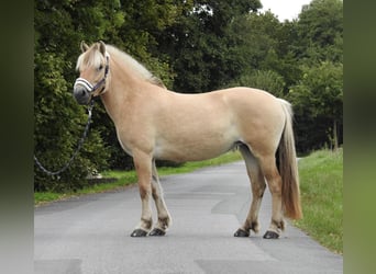 Fjordpferde, Stute, 4 Jahre, 142 cm, Falbe