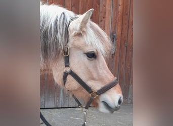 Fjordpferde, Stute, 4 Jahre, 143 cm, Falbe