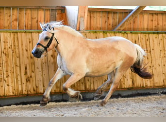 Fjordpferde, Stute, 4 Jahre, 145 cm, Falbe