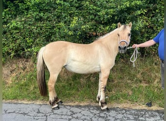Fjordpferde, Stute, 4 Jahre, 145 cm, Falbe