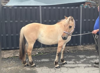 Fjordpferde, Stute, 4 Jahre, 145 cm, Falbe