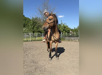 Fjordpferde Mix, Stute, 4 Jahre, 145 cm, Falbe