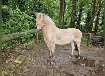 Fjordpferde, Stute, 4 Jahre, 145 cm, Falbe